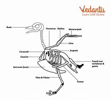 Image result for Dead Bird Bone