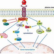 Image result for TSH Signaling Pathway