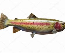 Image result for Mounted Rainbow Trout