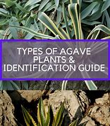 Image result for Agave Plant Varieties