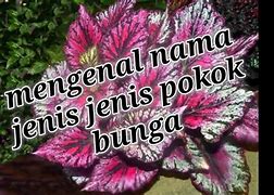 Image result for Nama Dan Gambar Tanaman Hias