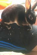 Image result for Mini Rex Babies