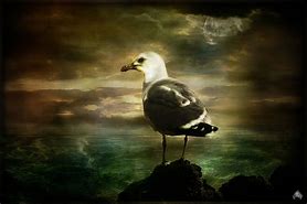 Image result for Seagull Paintings