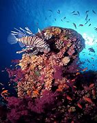 Image result for Biodiversity in Ocean