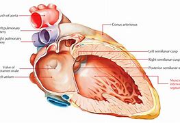 Image result for Interatrial Septum Formation