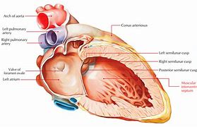 Image result for Interventricular Septum