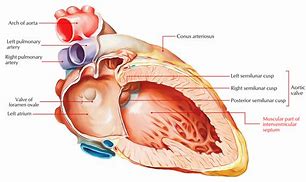 Image result for Atrioventricular Septum