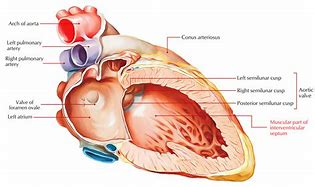 Image result for Myocardium of Interventricular Septum