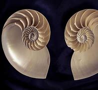 Image result for Cephalopod in Its Shell X-ray