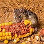 Image result for Python Eating Mouse