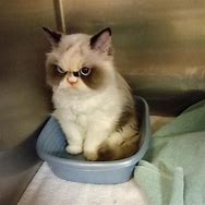 Image result for Meow Meow Meow Sad Cat