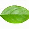 Image result for Senna Leaf PNG