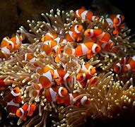 Image result for School of Clownfish