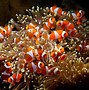 Image result for Clownfish Fry Food