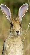 Image result for Hare Ears