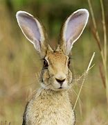 Image result for Starks Hare