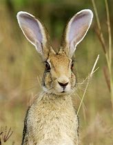 Image result for Hare Portrait Face