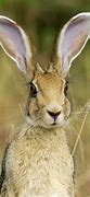 Image result for Young Hare Copy