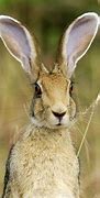 Image result for Picture of Hare Animal