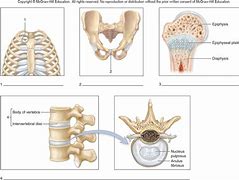 Image result for Examples of Cartilaginous Joints