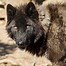 Image result for What Is a Lobo