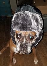 Image result for Ushanka with Cat Ears