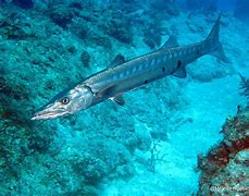 Image result for Barracuda Eating