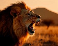 Image result for Loud Lion Roar