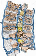 Image result for Venous Plexuses