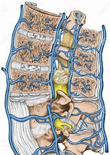 Image result for Venous Plexus Spine