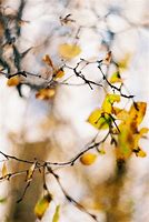 Image result for Branch Vector