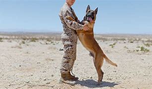 Image result for Military War Dogs