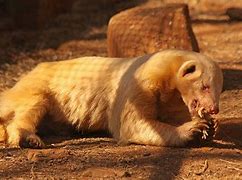 Image result for Albino Badger