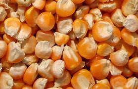 Image result for Planting Corn Seeds