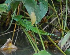 Image result for Australian Lizard Jesus