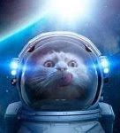 Image result for Space Cat Meme