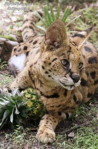 Image result for Serval Cat Big