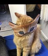 Image result for Orange Cat Mask