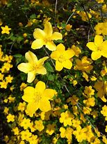 Image result for Shrub with Yellow Flowers Alberta