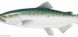 Image result for White Chinook Salmon