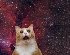 Image result for Space Cat Meme