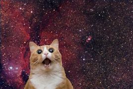 Image result for Space Cat and Taco Meme