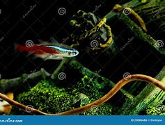 Image result for Neon Aquarium Fish