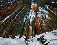 Image result for Sequoia National Park Views