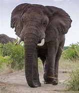 Image result for African Elephants in Wata