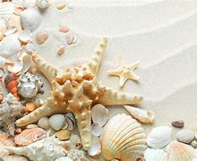 Image result for Sea Shells Wallpaper 4K