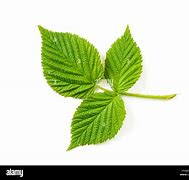 Image result for Wild Berry Leaf