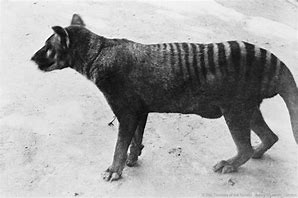 Image result for Thylacine London Zoo