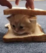 Image result for Crying Bread Cat