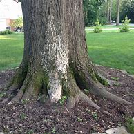 Image result for White Pupae On Tree Branches